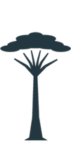 acacia tree