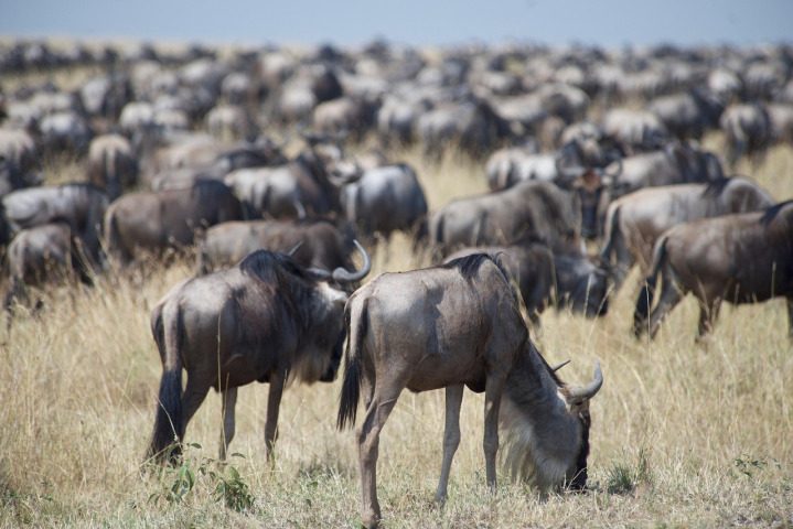 The Great Migration